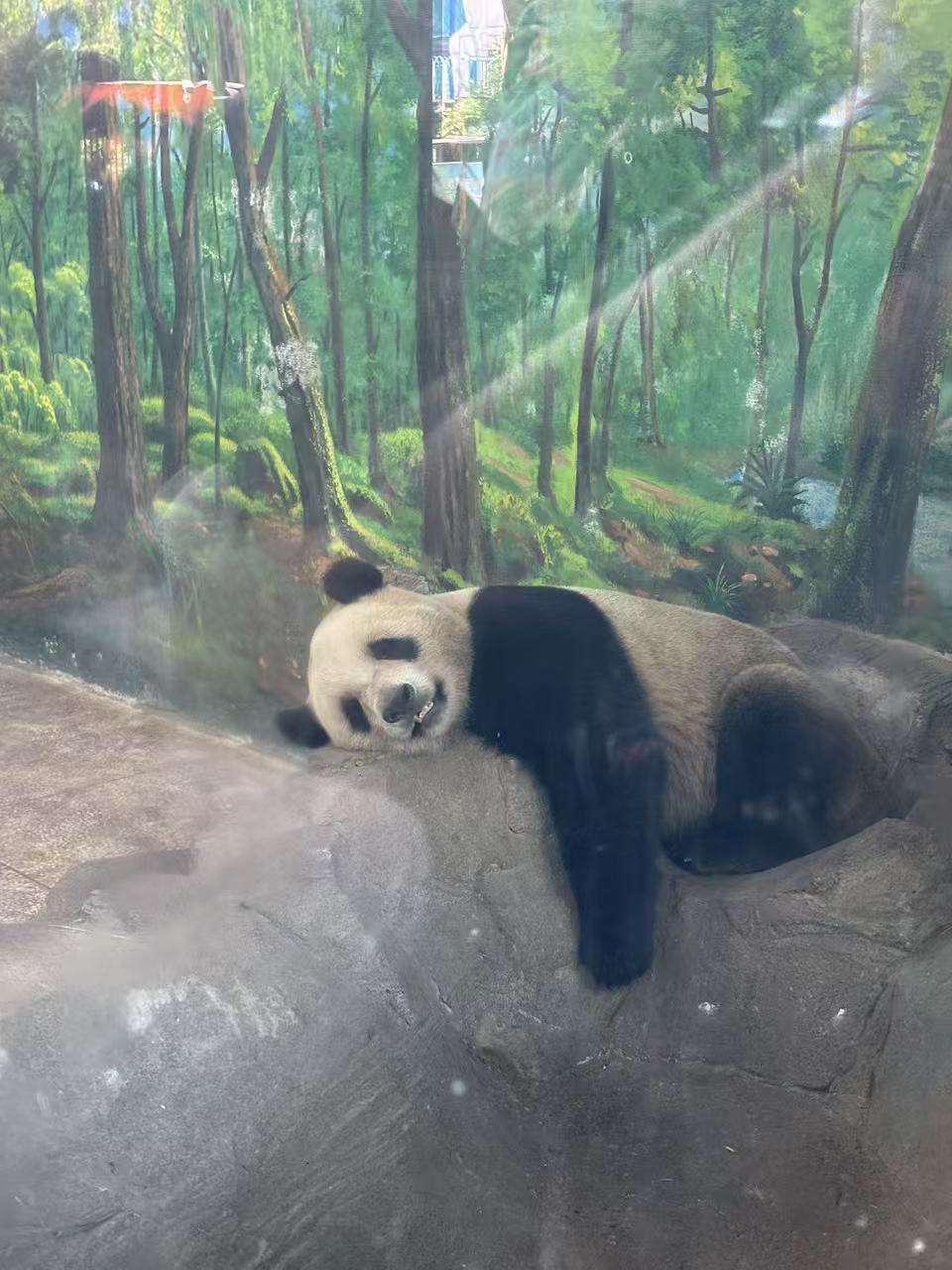 大熊猫- HelloTalk Topics | HelloTalk